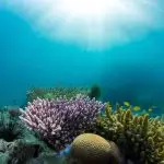 Leisure Diving Tioman coral reef 1