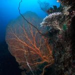 coral reefscape