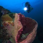 coral reefscape2