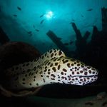 leopard moray 1