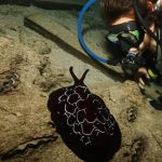 padi advanced open water dive course tioman malaysia 5