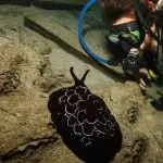 Leisure Diving Tioman padi advanced open water dive course tioman malaysia 5