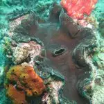 Tioman Dive Sites padi bubblemaker dive course tioman island malaysia 4
