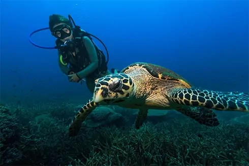 Home padi discover scuba diving tioman malaysia 5 1