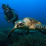 padi discover scuba diving tioman malaysia 5