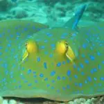 Leisure Diving Tioman padi scuba diver course tioman malaysia 1
