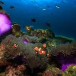 Leisure Diving Tioman padi elearning course tioman malaysia 8
