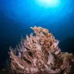 Tioman Dive Sites soft coralscape