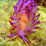 underwater shots dive centre tioman 23
