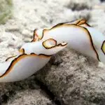 Tioman Dive Sites underwater shots dive centre tioman 24