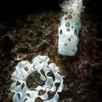 Leisure Diving Tioman underwater shots dive centre tioman 25